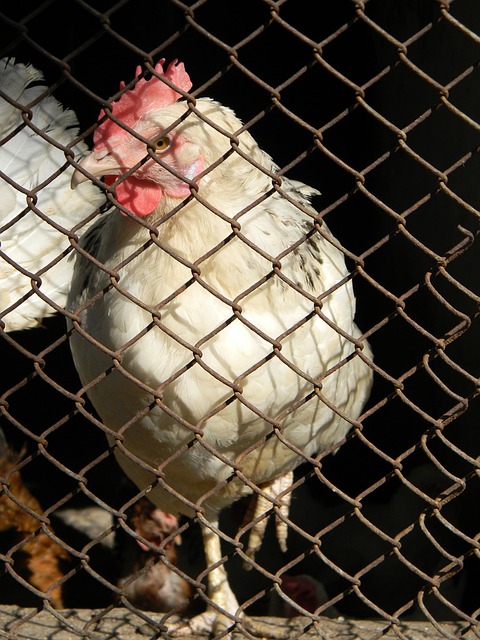 徽赛季报销 徽赛季报销